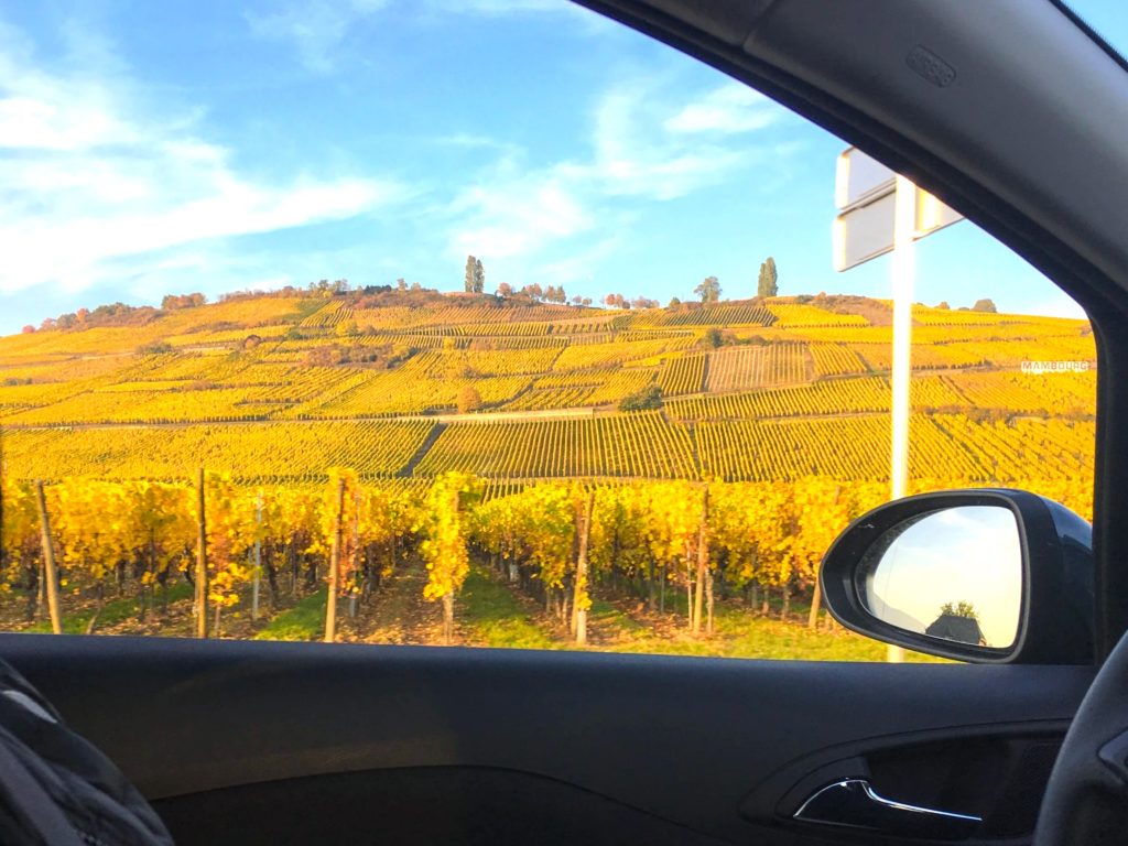 Vinyards through the Alsace Wine Route