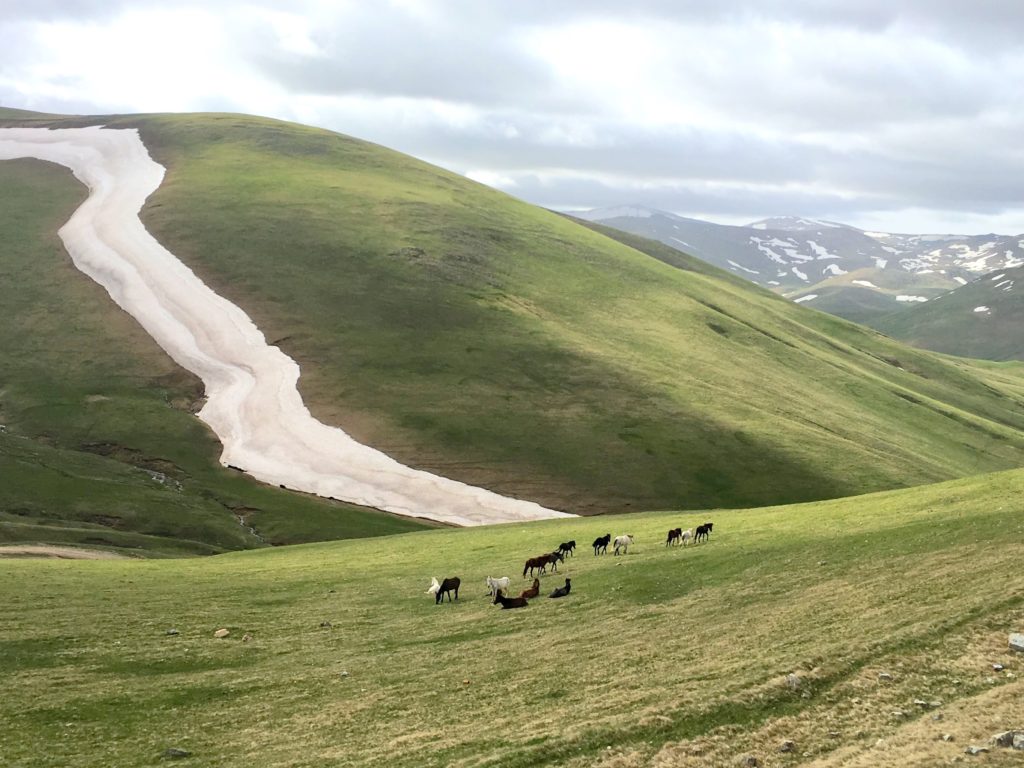 Wild horses in Ordu, Cambasi yaylası top mountain pasture